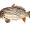khoitaram1234567