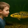khoachoicaloccanh