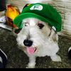 cesar_07.3