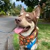 williamtheshepsky