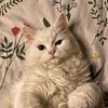 akellmewing10