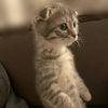 qqwurrio