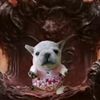 pebbles_isking