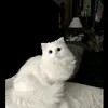 babiichi1