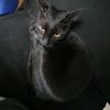 robie_1211