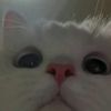 xiaomimi_10