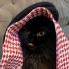 aisha.ayudia.inara12353