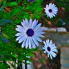 naro_2222