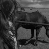 zahra_2004_3