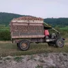 vn.siu53