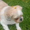 abbiegriffin2004