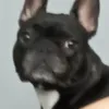 grzybowy_typoxd