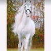 hippophile0900