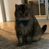 tigerss_4