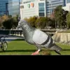 teampalomas0