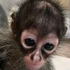 monkeboy1.0