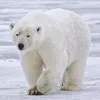 _ogabekrajabov_