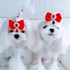 bunni.gucci