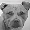 pencilart_berlin