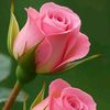 user1203812952554
