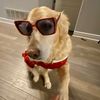 nonchalantdogeater