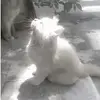 catlover_122