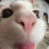 anakkucing826