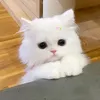 diepp_42