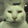 fmavbs