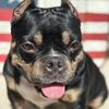 coco.the.micro.bully