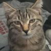 mrmeow_me