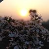 arman_rahman6