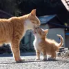 simabossneko