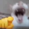 oraloziefn4