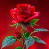 alisha.tamang4934