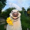 user60871_