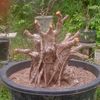 abahbonsai