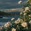 vin.ko.ngt82