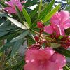 idalina6527