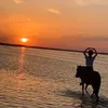 meandhorses