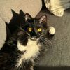 Berlioz