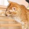 gatico_leon
