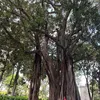 livuiio