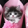 chevashi_isback.0npawz