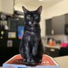 ✨️K's Furry Foster Diaries ✨️