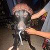nala67288