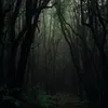forest.patriarch