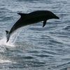 black_delfin04
