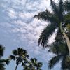acell_321