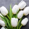 puan.tulip